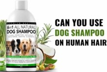 Photo of Can You Use Dog Shampoo on Humans?